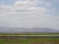 Giraffes on the horizon in Lake Manyara NP